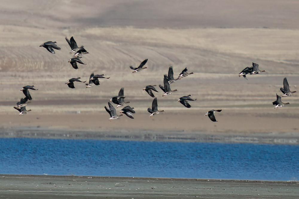 Greater White-fronted Goose