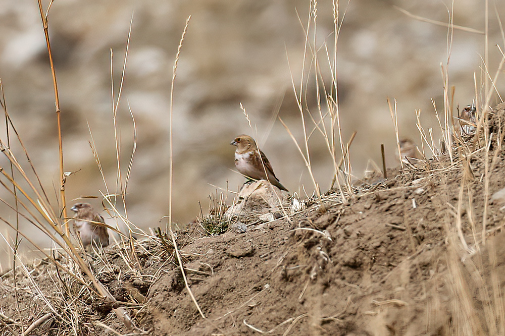 Crimson-winged Finch
