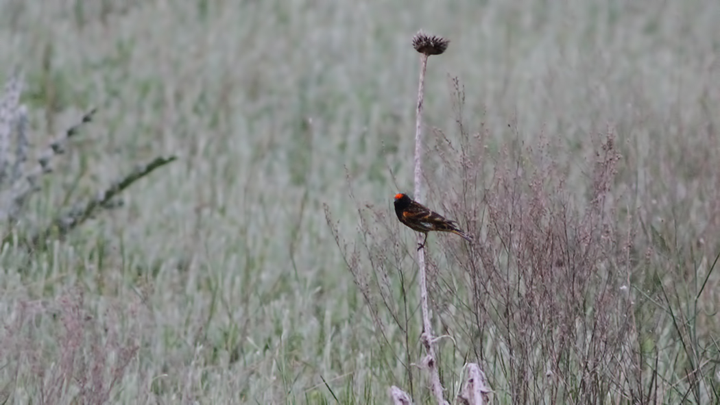 Red-fronted Serin