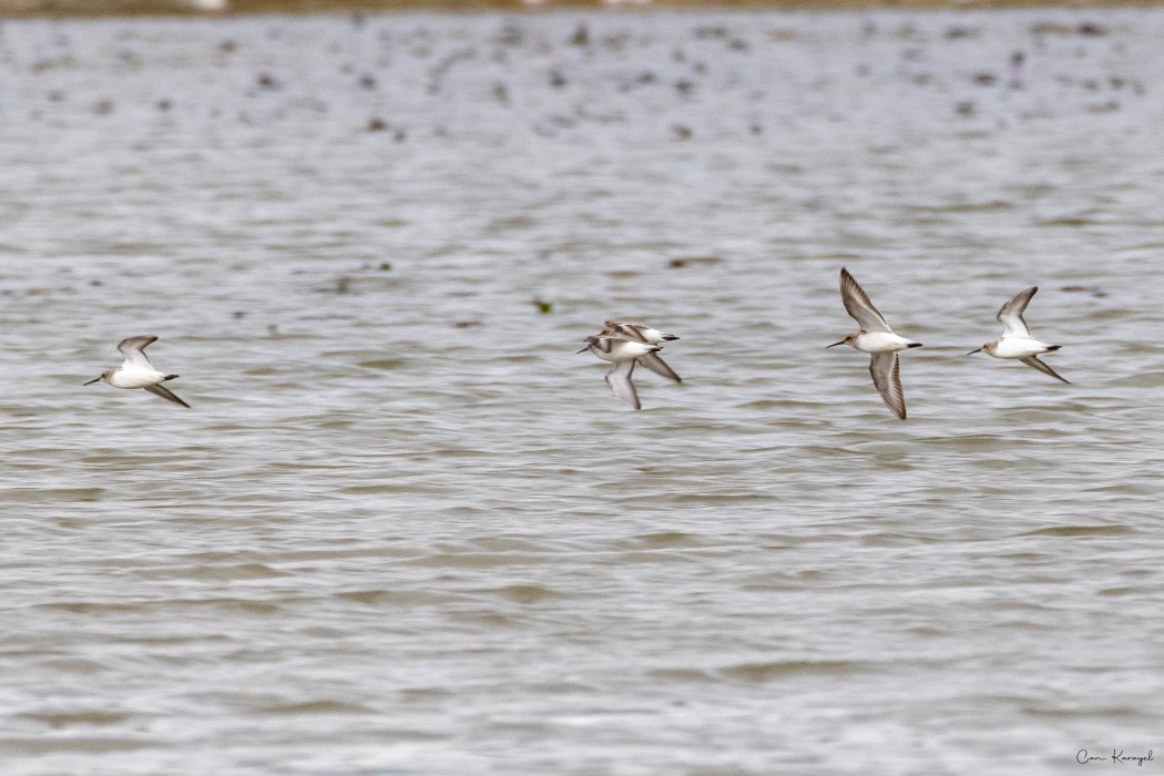 Dunlin