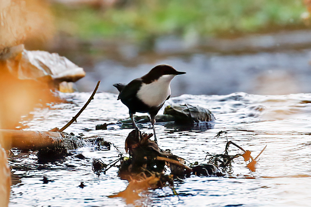 White-throated Dipper