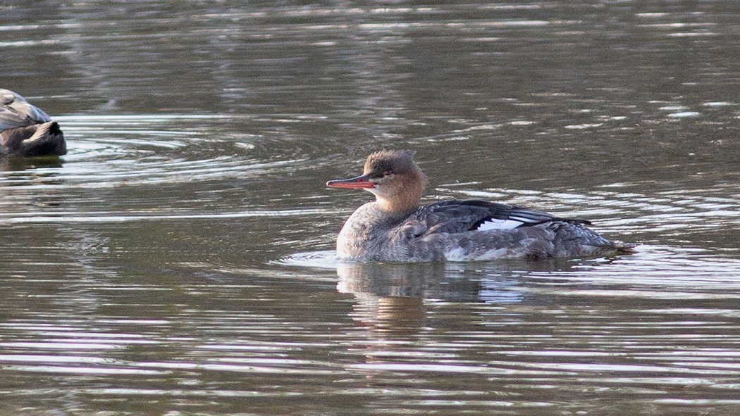 Red-breasted Merganser