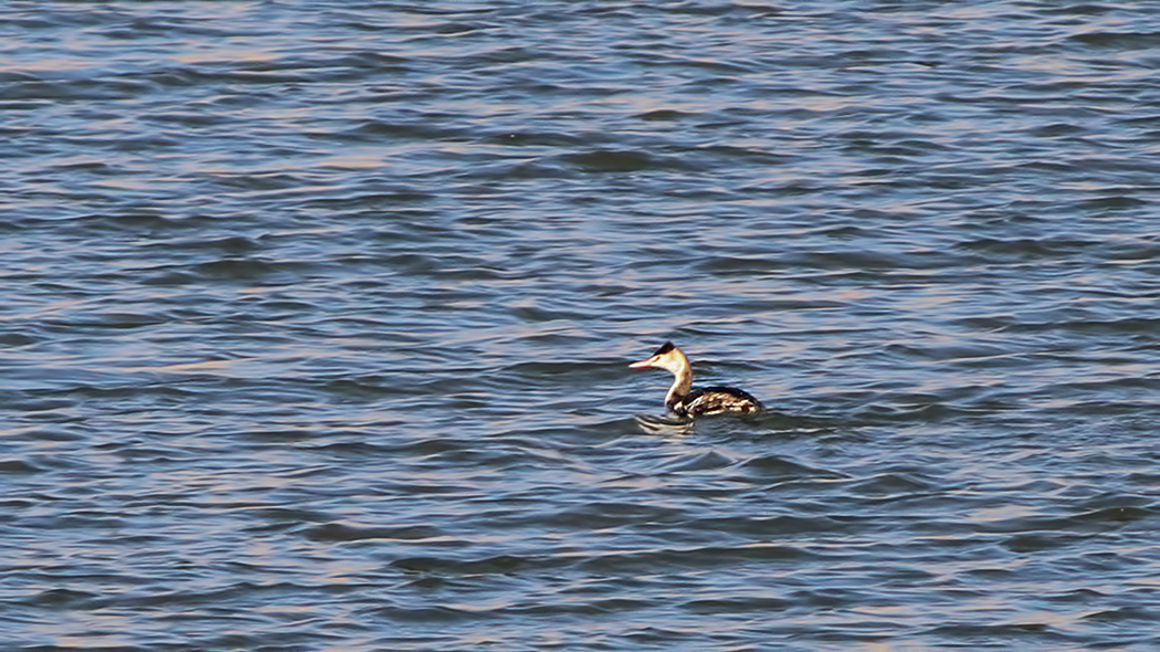 Great Crested Grebe
