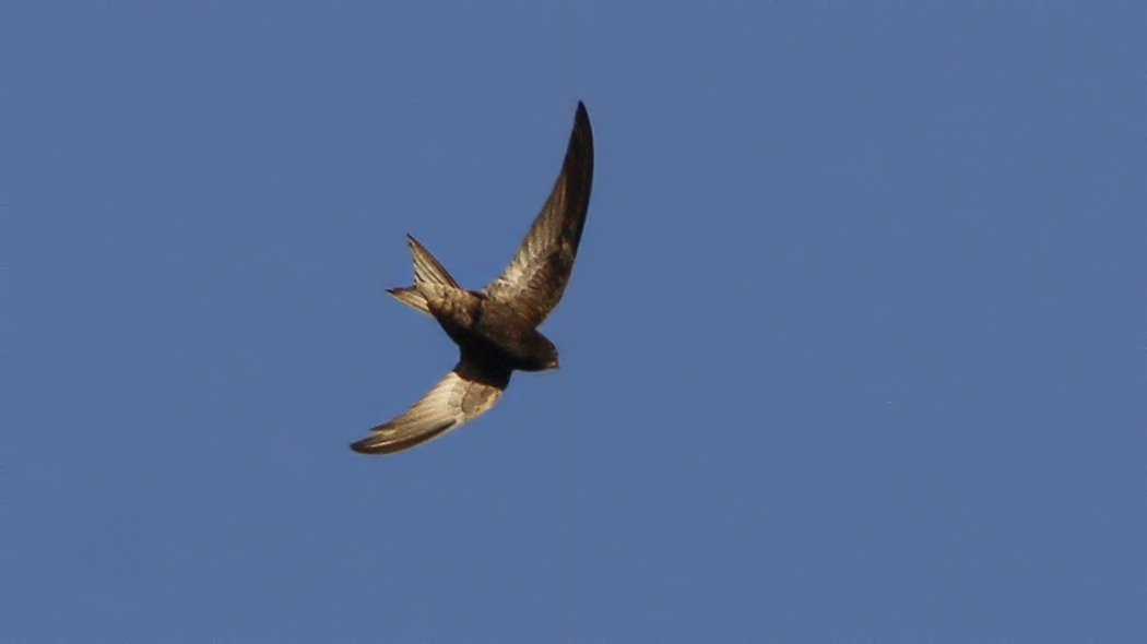 Common Swift