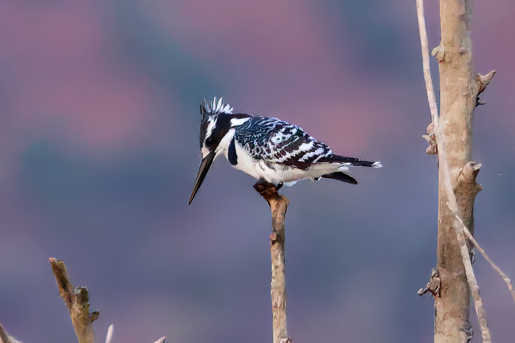 Pied Kingfisher