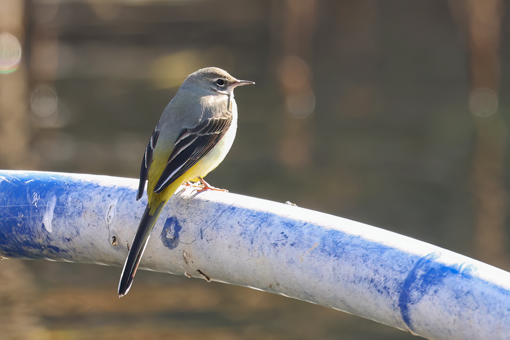 Grey Wagtail