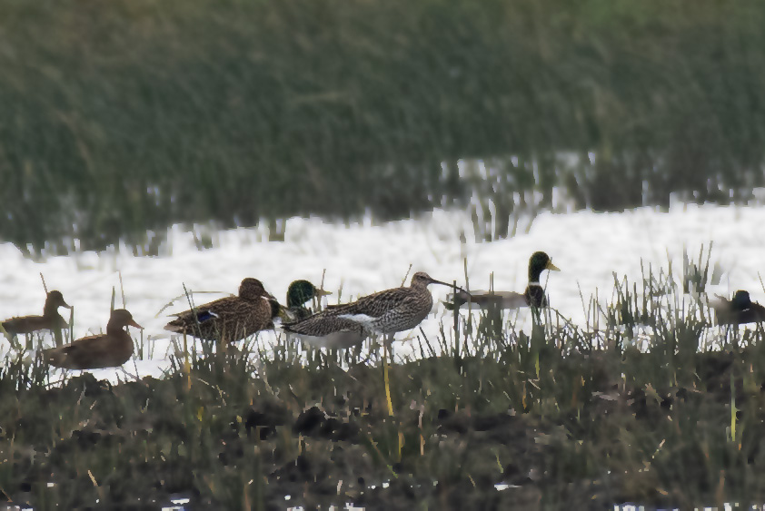 Eurasian Curlew
