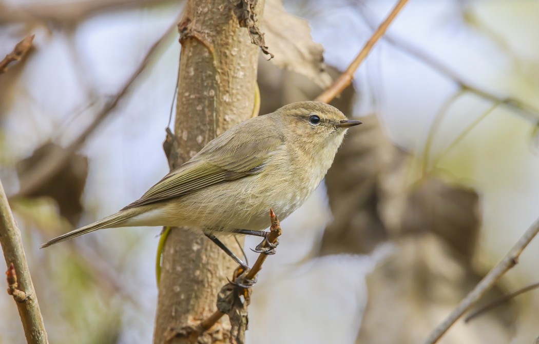 Common Chiffchaff