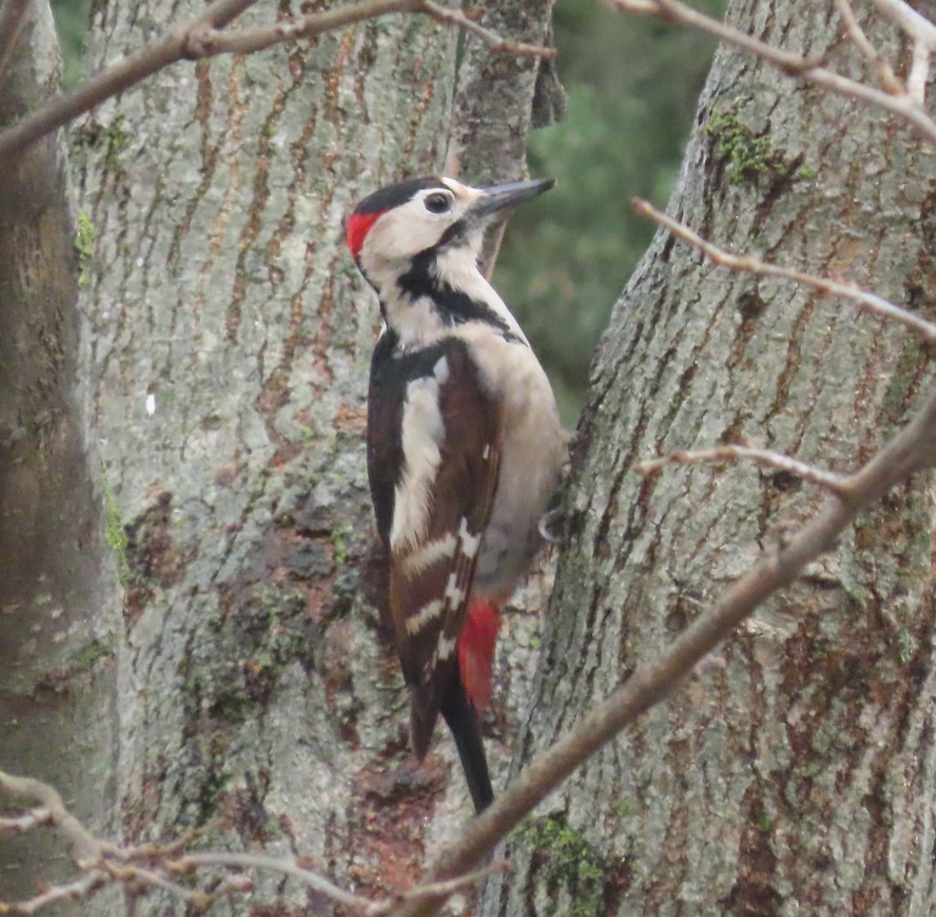 Syrian Woodpecker
