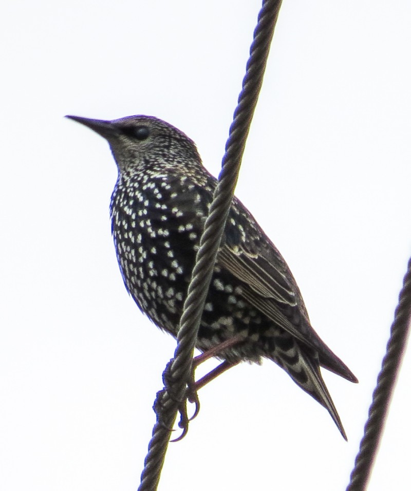 Common Starling