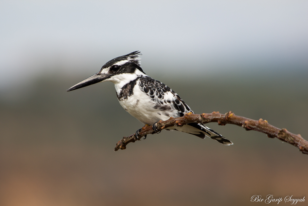 Pied Kingfisher
