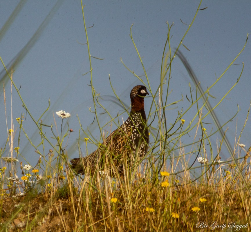 Black Francolin
