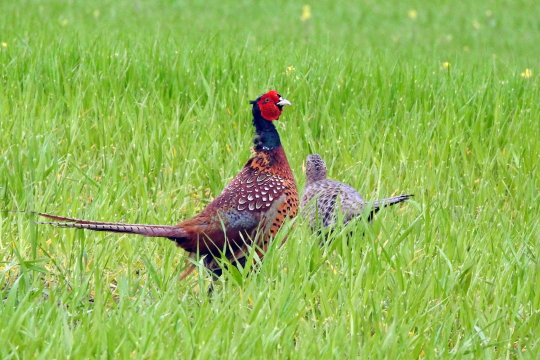 Common Pheasant
