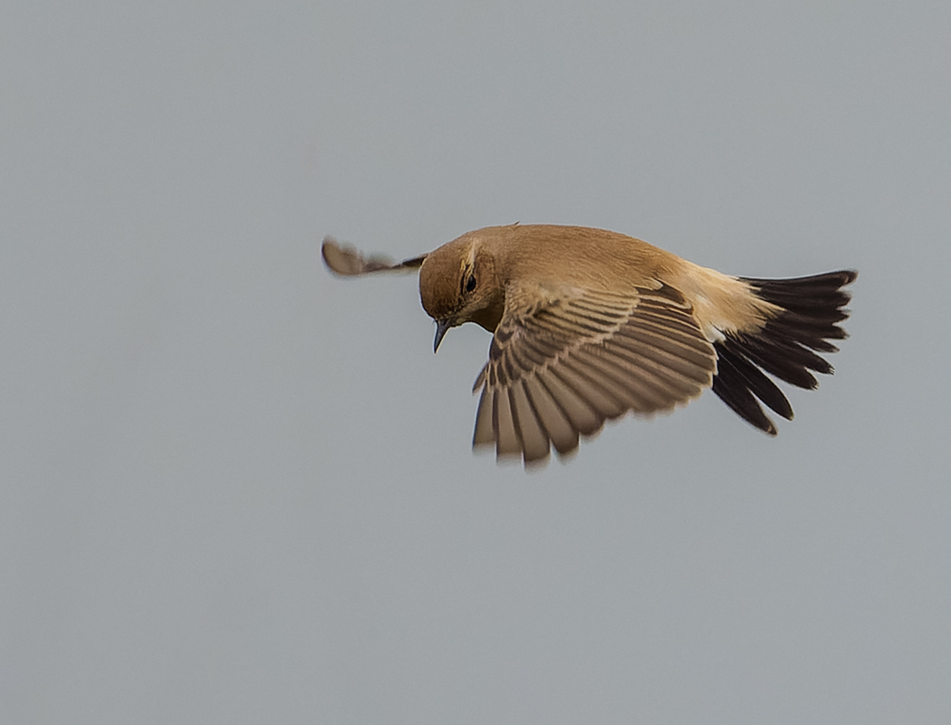 Desert Wheatear