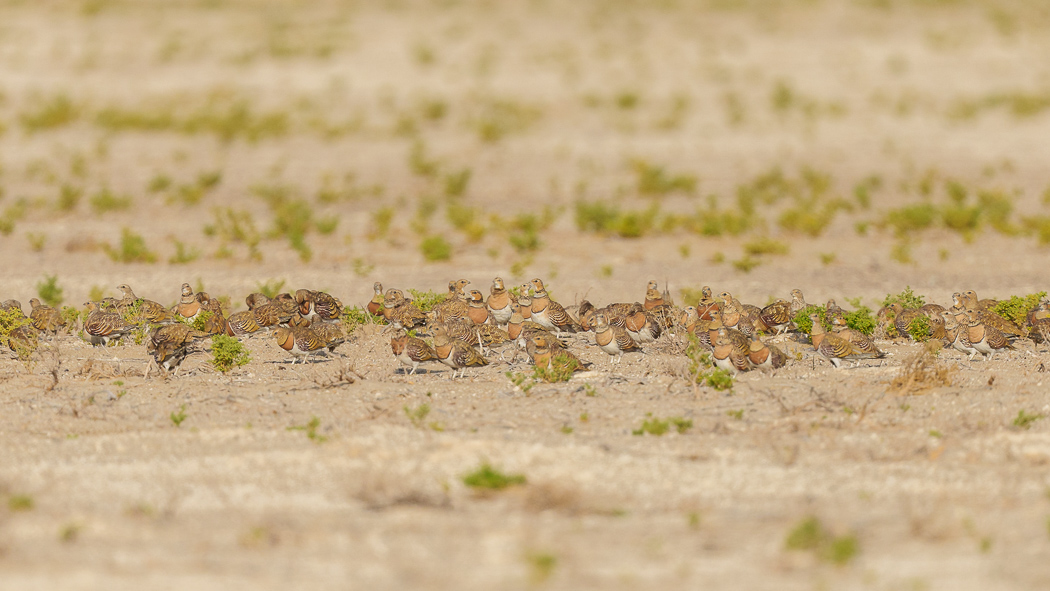 Pin-tailed Sandgrouse