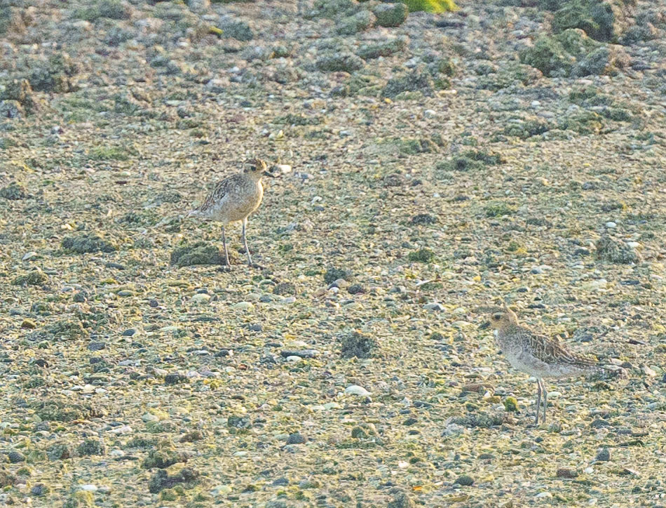 Pacific Golden Plover