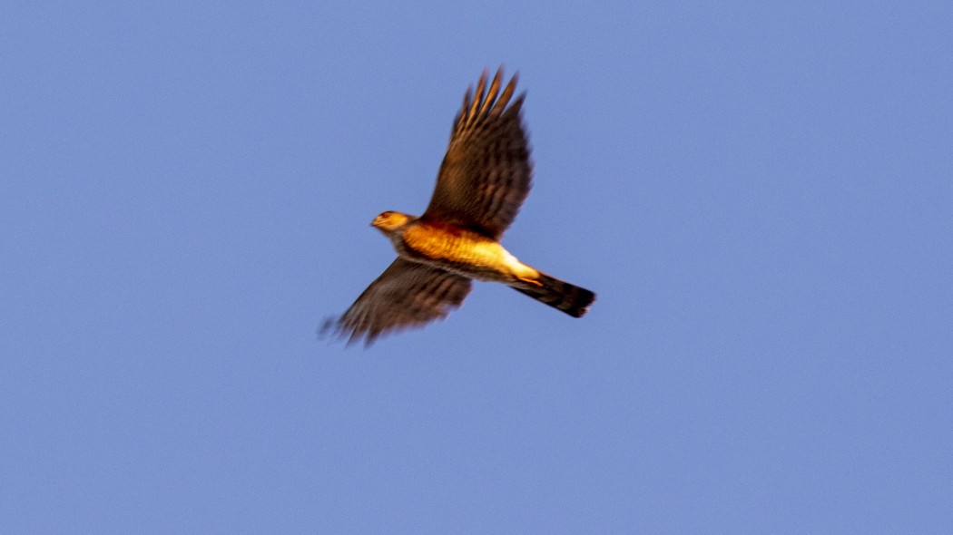 Eurasian Sparrowhawk