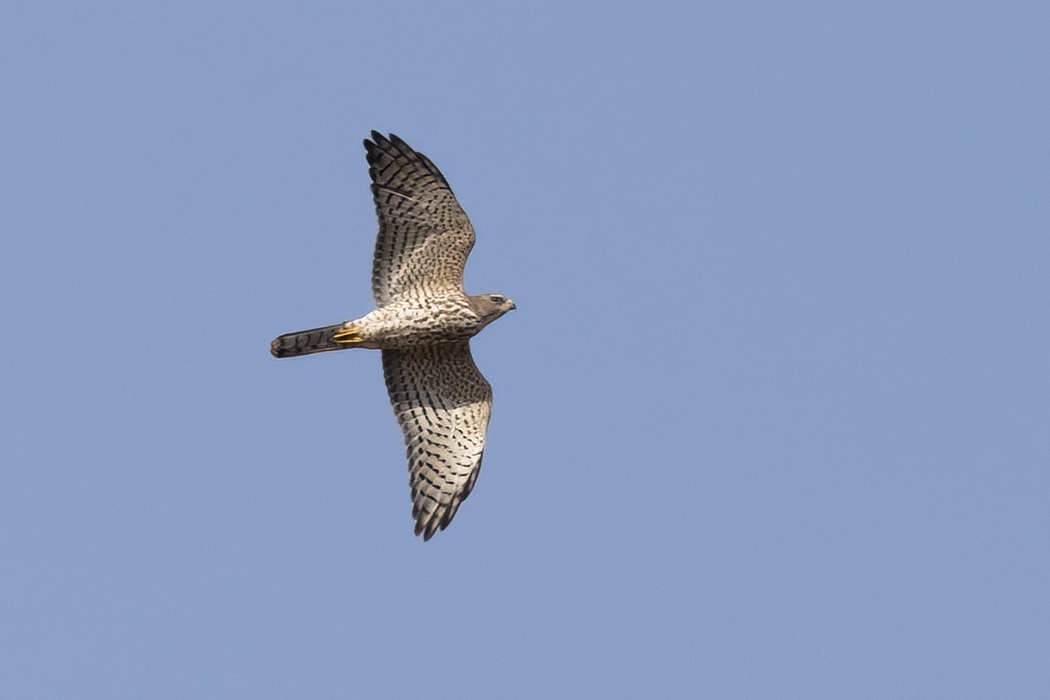Levant Sparrowhawk