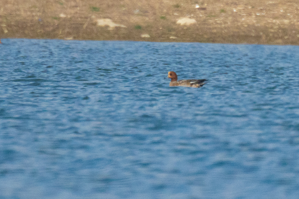 Eurasian Wigeon
