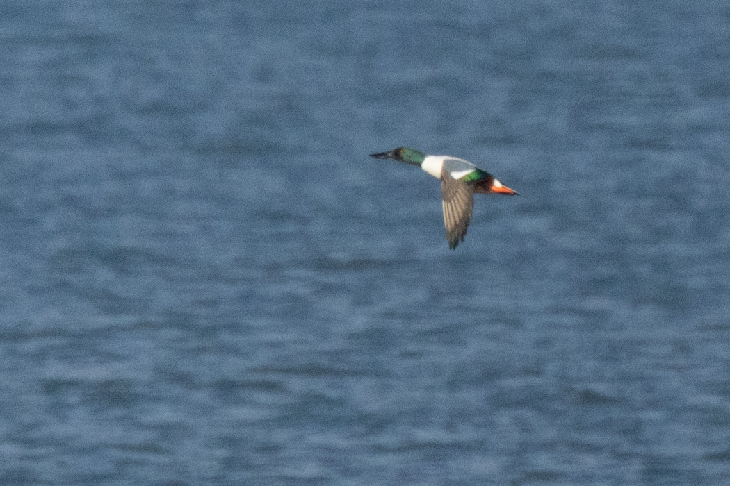 Northern Shoveler