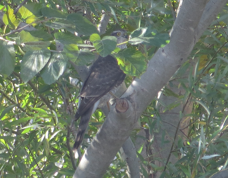 Eurasian Sparrowhawk