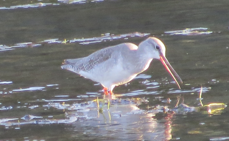 Spotted Redshank