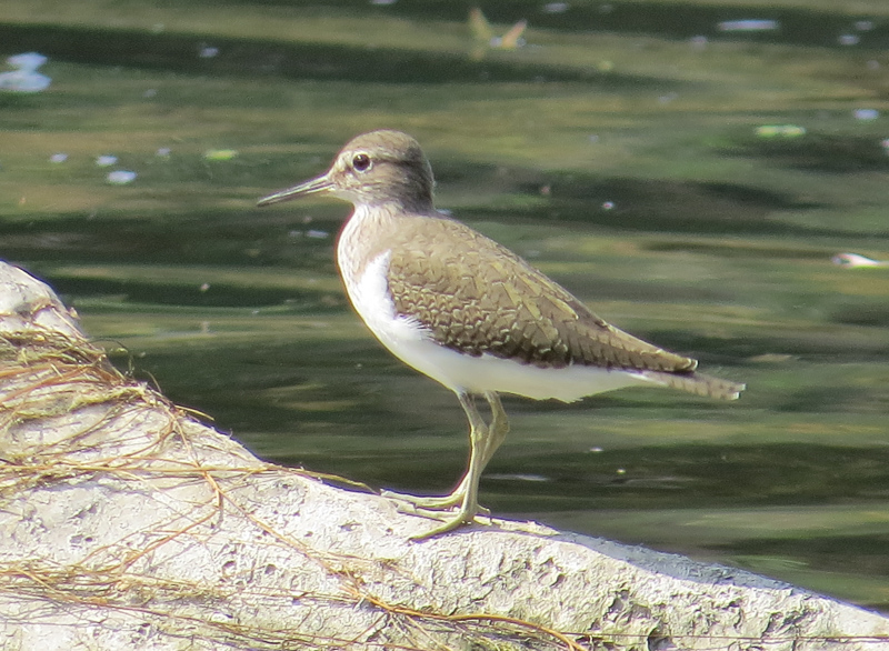 Common Sandpiper