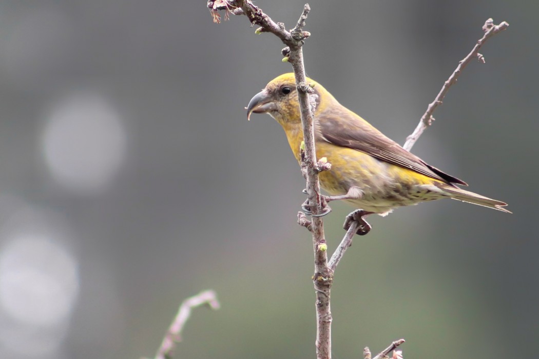 Red Crossbill