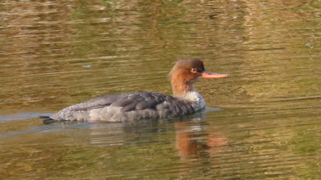 Red-breasted Merganser