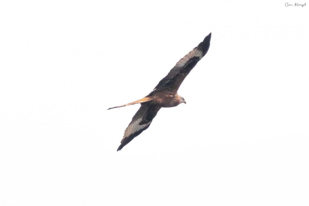 Red Kite