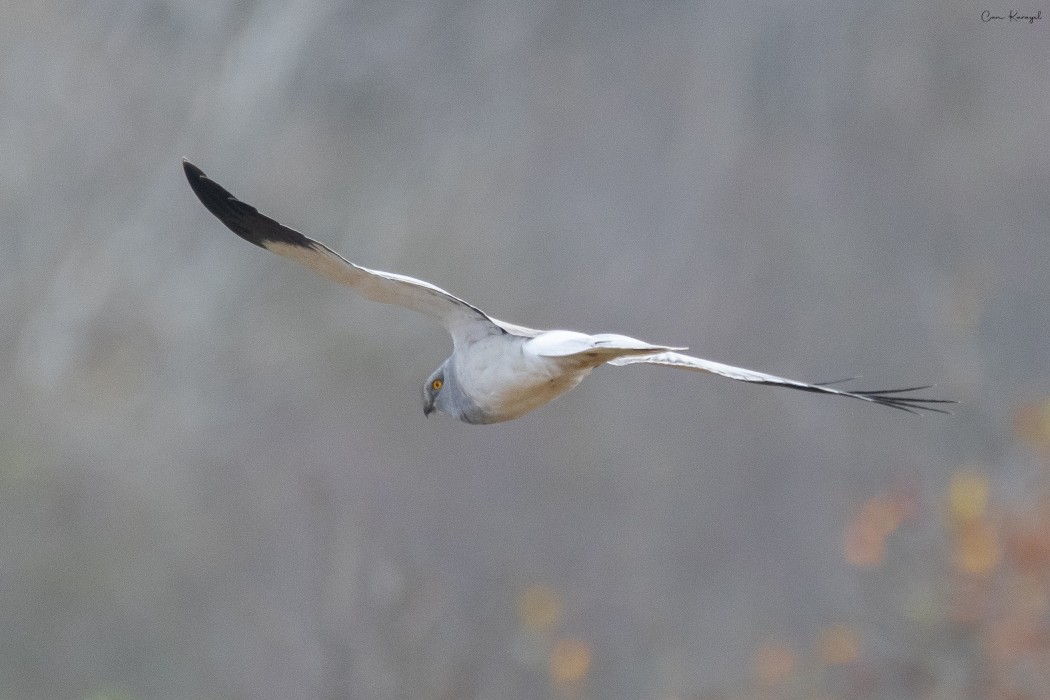Hen Harrier