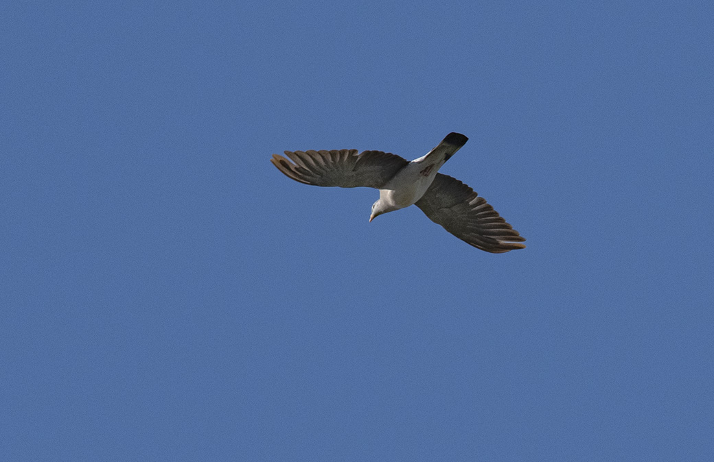Stock Dove