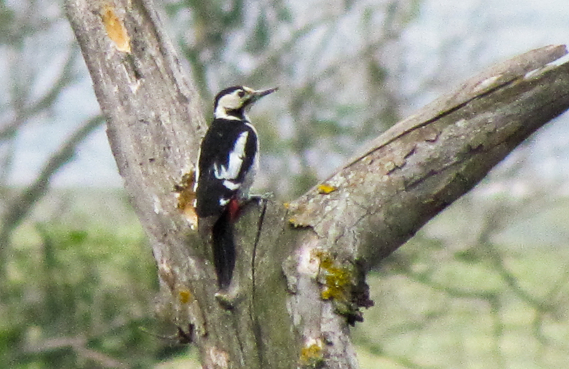 Syrian Woodpecker
