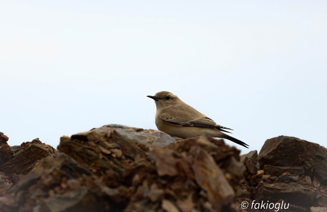 Desert Wheatear