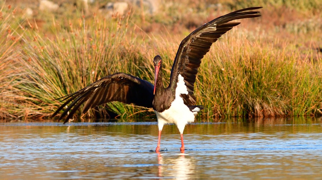 Black Stork