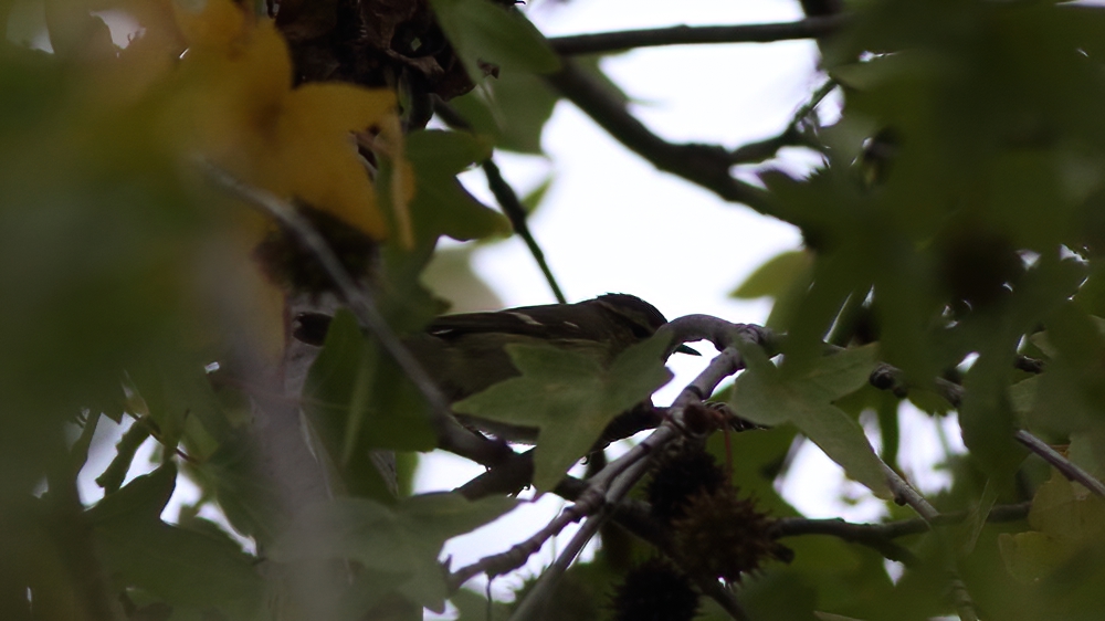 Hume`s Leaf Warbler