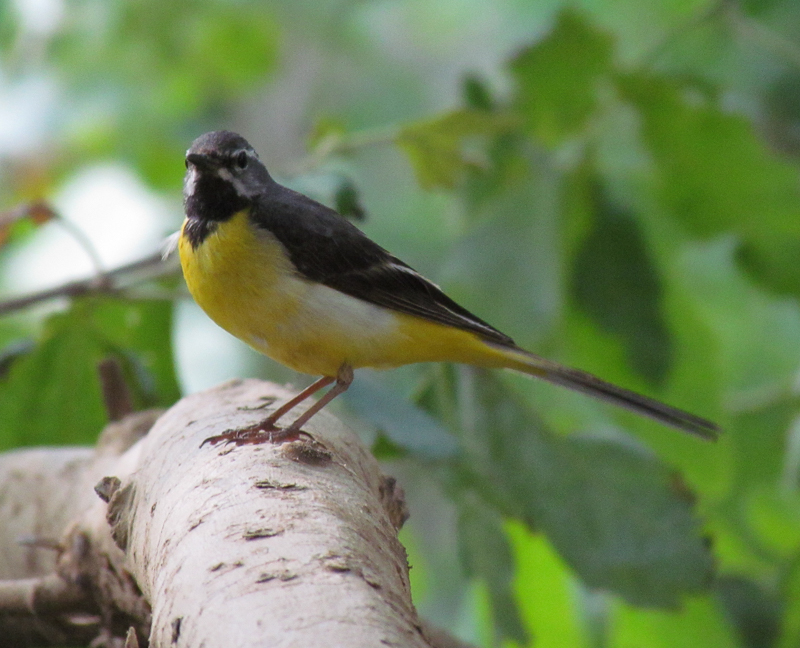 Grey Wagtail