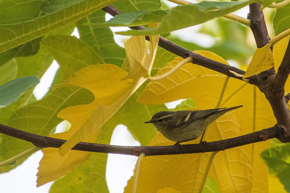 Hume`s Leaf Warbler