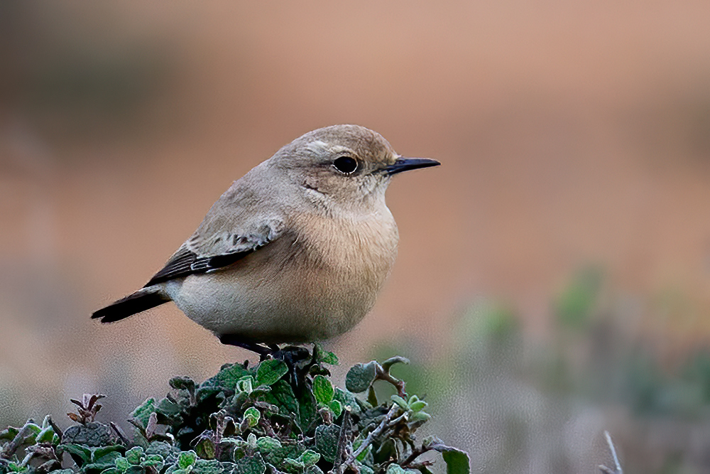 Desert Wheatear