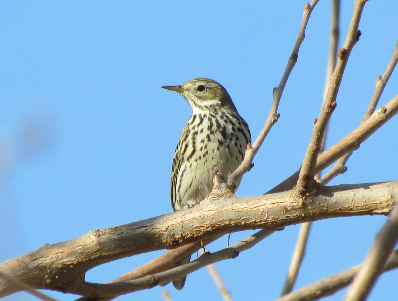 Meadow Pipit