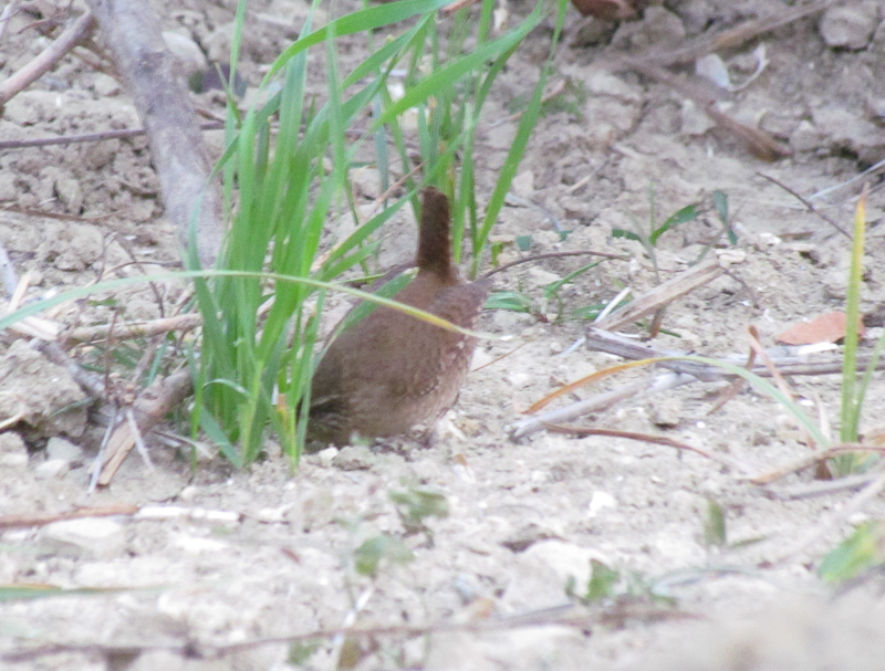 Eurasian Wren