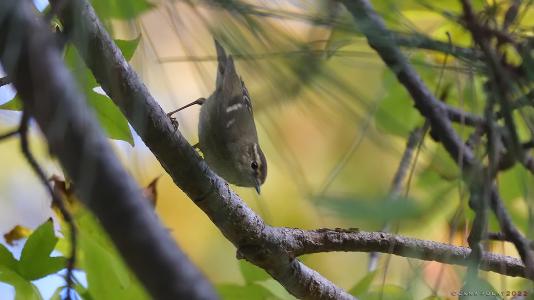 Hume`s Leaf Warbler