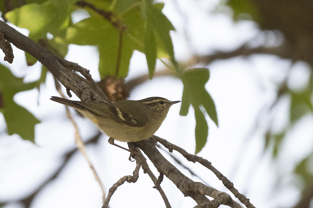 Hume`s Leaf Warbler