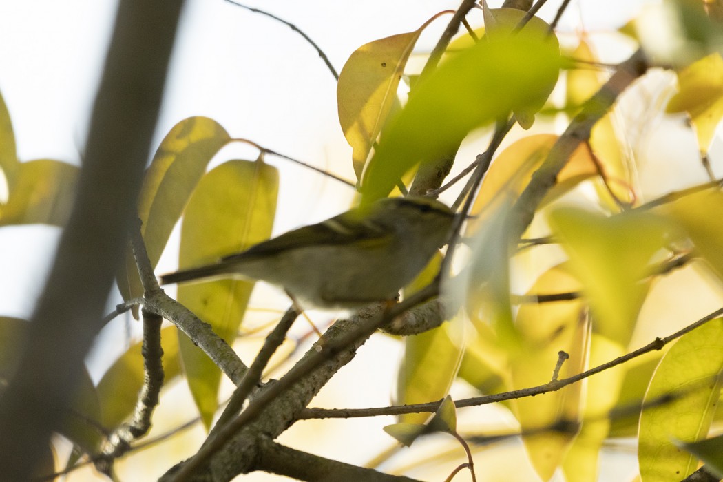 Pallas`s Leaf Warbler