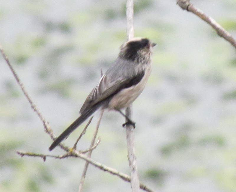 Long-tailed Tit