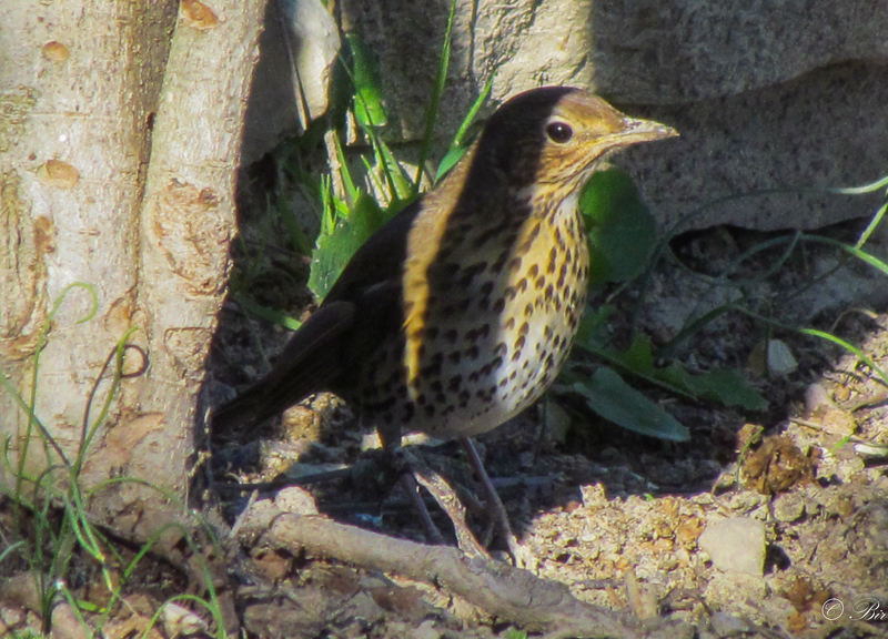 Song Thrush