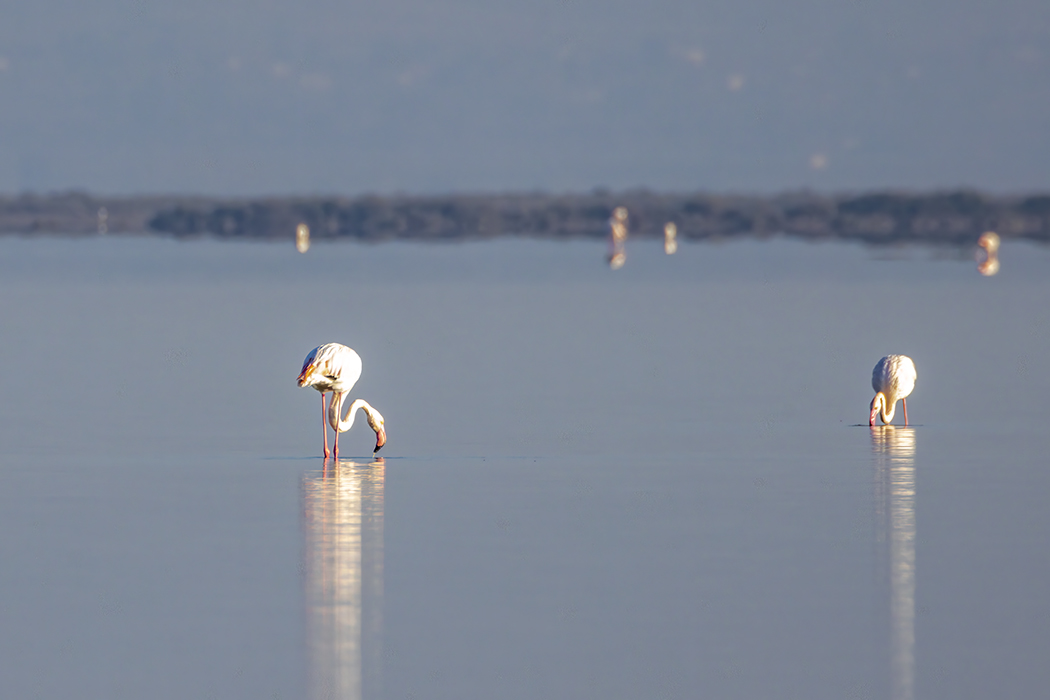 Greater Flamingo