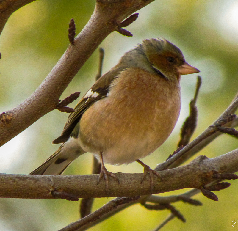 Eurasian Chaffinch