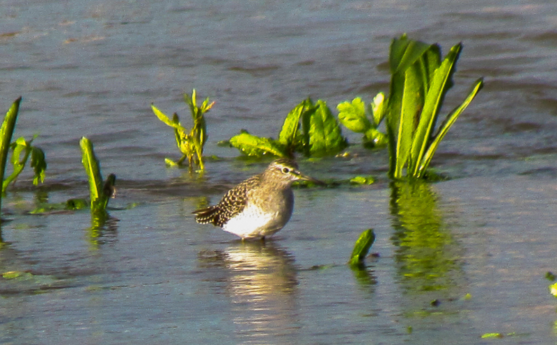 Wood Sandpiper