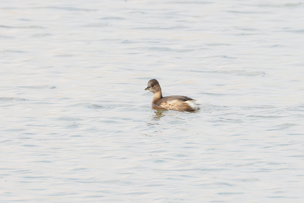 Little Grebe